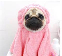 Toelettatura Bollicine Pelose, Fiscaglia orari di apertura