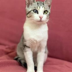 Gattostello ODV, Alzate Brianza orari di apertura