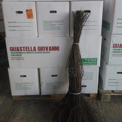 Vivai Guastella, Comiso orari di apertura