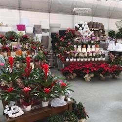 Fioreria Piol Dori - Ortofloricoltura Elisa, Limana orari di apertura