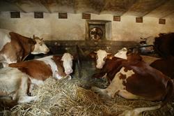 Latteria Borgo Paludo di Fagagna, orari di apertura