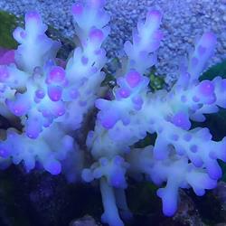 Acquarium-professional, Frosinone orari di apertura