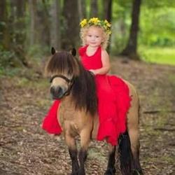 Moreno Pet Food Horses & Co., San Ginesio orari di apertura
