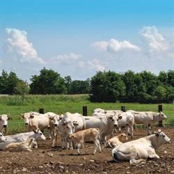 Azienda Agricola Giovannini, Verolengo orari di apertura