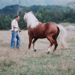 Haflinger Tomei, Vico nel Lazio orari di apertura