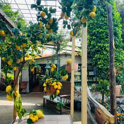 Vivaio Ruoppo, Sorrento orari di apertura