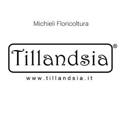 Tillandsia Michieli, Vescovana orari di apertura