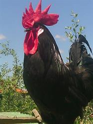 Allevamento Farm House Picille, Montevarchi orari di apertura