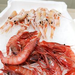 Le Delizie del Mare Putignano, orari di apertura