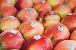 Illuminati Frutta Soc Cons a rl, Civitella in Val di Chiana orari di apertura
