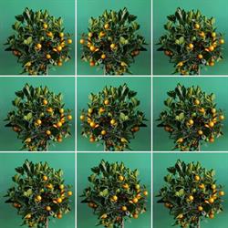 Citrus Plants di Valenti Domenico, Terme Vigliatore orari di apertura