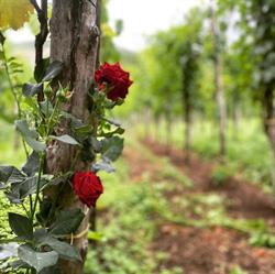 Agricola Scala, Gragnano orari di apertura