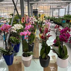 Azienda Agricola Magia Dei Fiori Di Fedrizzi Thomas, Bocenago orari di apertura