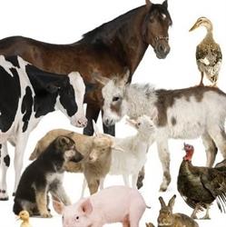 Labiolvet analisi veterinarie, San Giuliano Terme orari di apertura