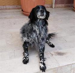Dog Salon, Casarano orari di apertura