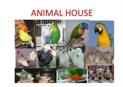 Animal HOUSE di De Simei Paola, San Pietro Vernotico orari di apertura