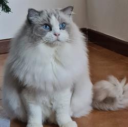 Corsaro Blu allevamento ragdoll Valsamoggia, Calcara - Orari di apertura