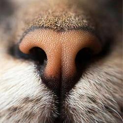 Ambulatorio Veterinario GANA, Pozzuoli orari di apertura