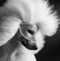 Melissa’s Styled Dog Sanremo, orari di apertura