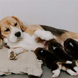 Castline's Beagle, Castel Bolognese orari di apertura