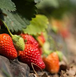 Azienda agricola Gasparini, Ripe orari di apertura