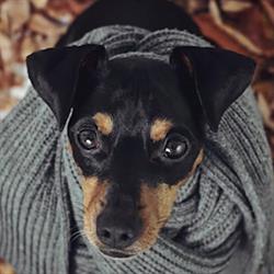 Pet Jolie by Vitakraft, Deruta orari di apertura