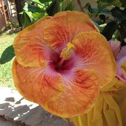 B&B Hibiscus, Sardegna E4315, Capoterra orari di apertura