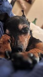 Centro medico veterinario Campus maior, Camaiore orari di apertura
