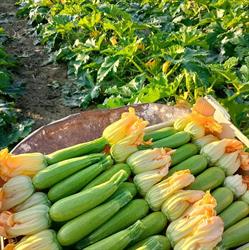 La Frutteria Boutique de frutas, Castrovillari orari di apertura