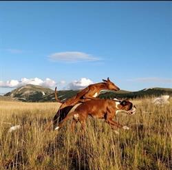 Vet Mobility Fisioterapia Veterinaria, L'Aquila orari di apertura