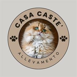 Allevamento Casa Casté scottish & highland fold, Cassola orari di apertura