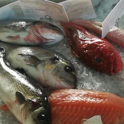 Pescheria Roma, Trecate orari di apertura