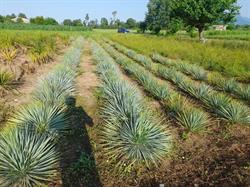 AZ Agricola IL GELSO, Cassola orari di apertura