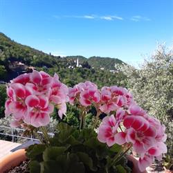 Da Nonno Vittorio, Recco orari di apertura