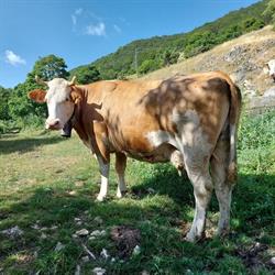 Punto Vendita San Liborio D'Alessandro Ylenia, Scanno orari di apertura