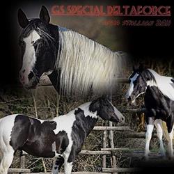 AD ranch, Castelletto Uzzone orari di apertura