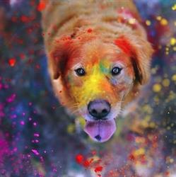 Lovely dog toelettatura, Crema orari di apertura