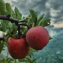 Sapori e profumi di Sicilia, Ragalna orari di apertura