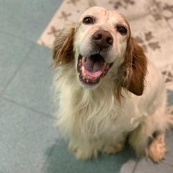 Igiene del cane e del gatto Corigliano-Rossano, Corigliano Scalo - Orari di apertura