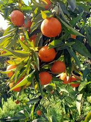 Azienda Agricola Aimola, Casalbordino orari di apertura
