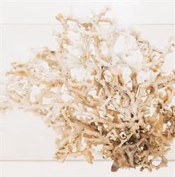 Museo Civico del Corallo Bianco Leukos, Leuca orari di apertura