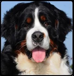 Veio Park Breeding - Allevamento Bovaro del Bernese & Setter Irlandese, Bracciano orari di apertura