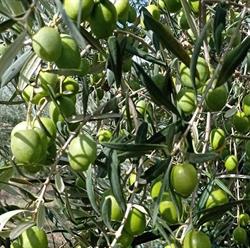 Fratelli Miravola S.s.a., Valledolmo orari di apertura