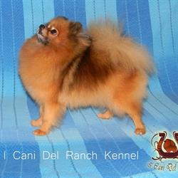 I Cani Del Ranch, Valfabbrica orari di apertura
