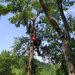 Tree Climbing Andrea Carboni, Arezzo orari di apertura