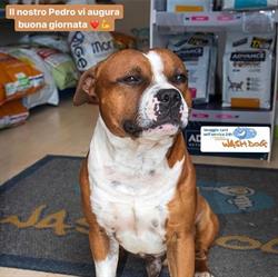 DogMotics Tuscolana, Roma orari di apertura