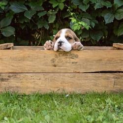 Cuccioli Beagle, Gambolò orari di apertura