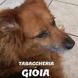 Tabaccheria da Gioia di Monica Orlando, Ponte Ronca orari di apertura
