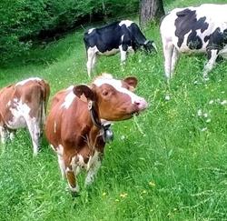 Azienda agricola Manzinali Daniele caseificio/spaccio, Sant'Omobono Terme orari di apertura