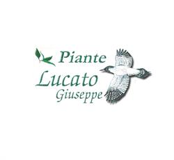 Lucato Piante, Piombino Dese orari di apertura